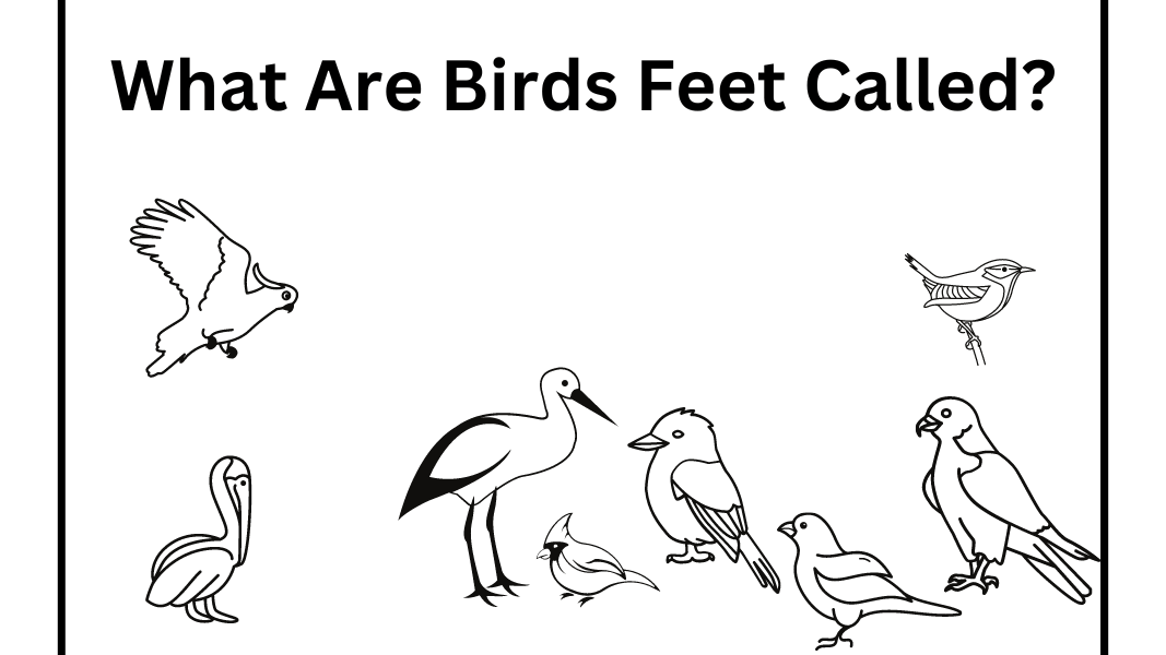 What Are Birds Feet Called?