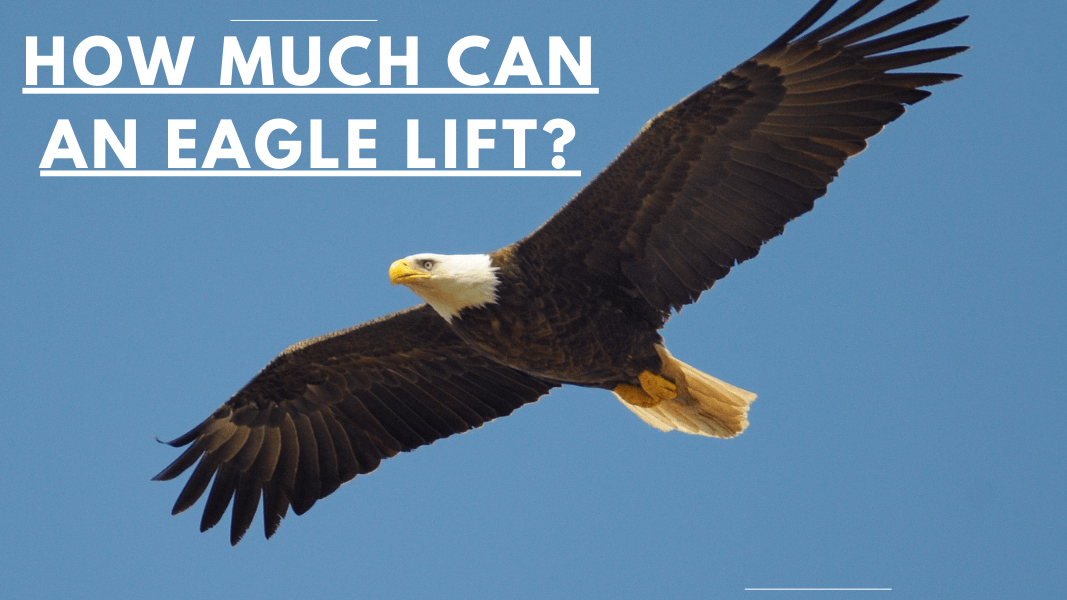 How Much Can an Eagle Lift?