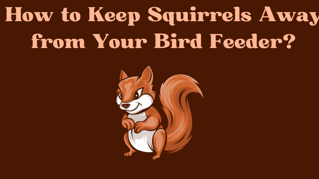 How to Keep Squirrels Away from Your Bird Feeder?