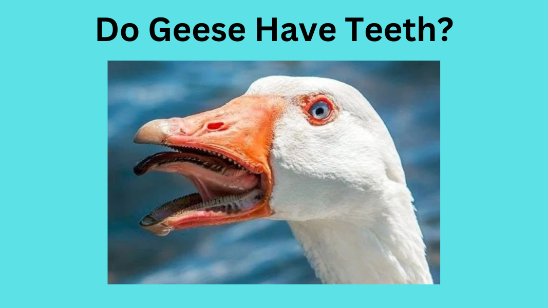 Do Geese Have Teeth?