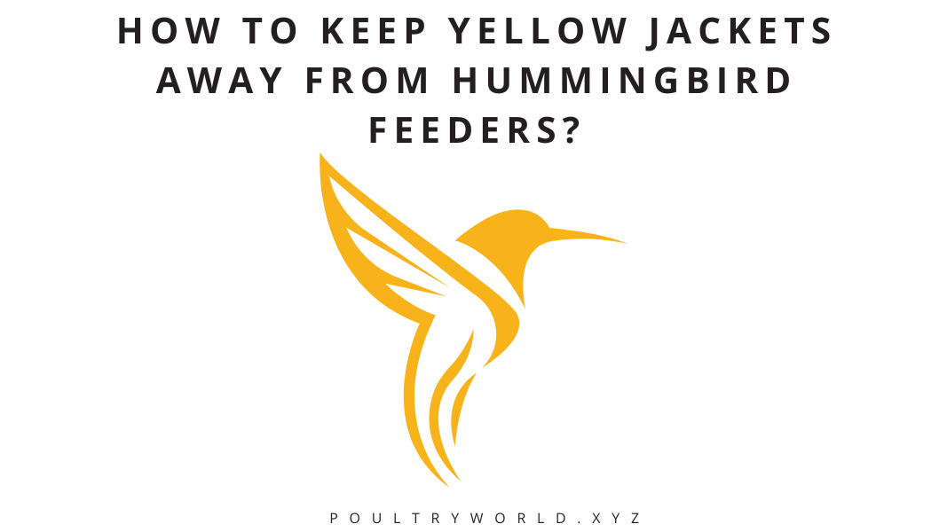 How to Keep Yellow Jackets Away from Hummingbird Feeders?